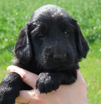 de la source d'edesse - Flat Coated Retriever - Portée née le 18/03/2010