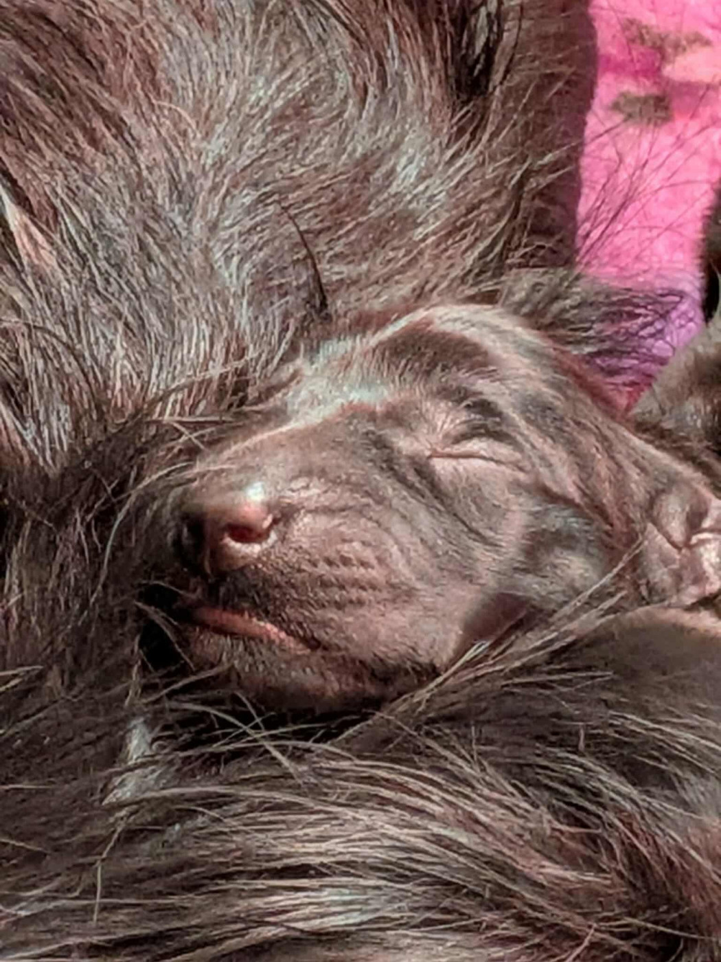 de la source d'edesse - Chiots disponibles - Flat Coated Retriever