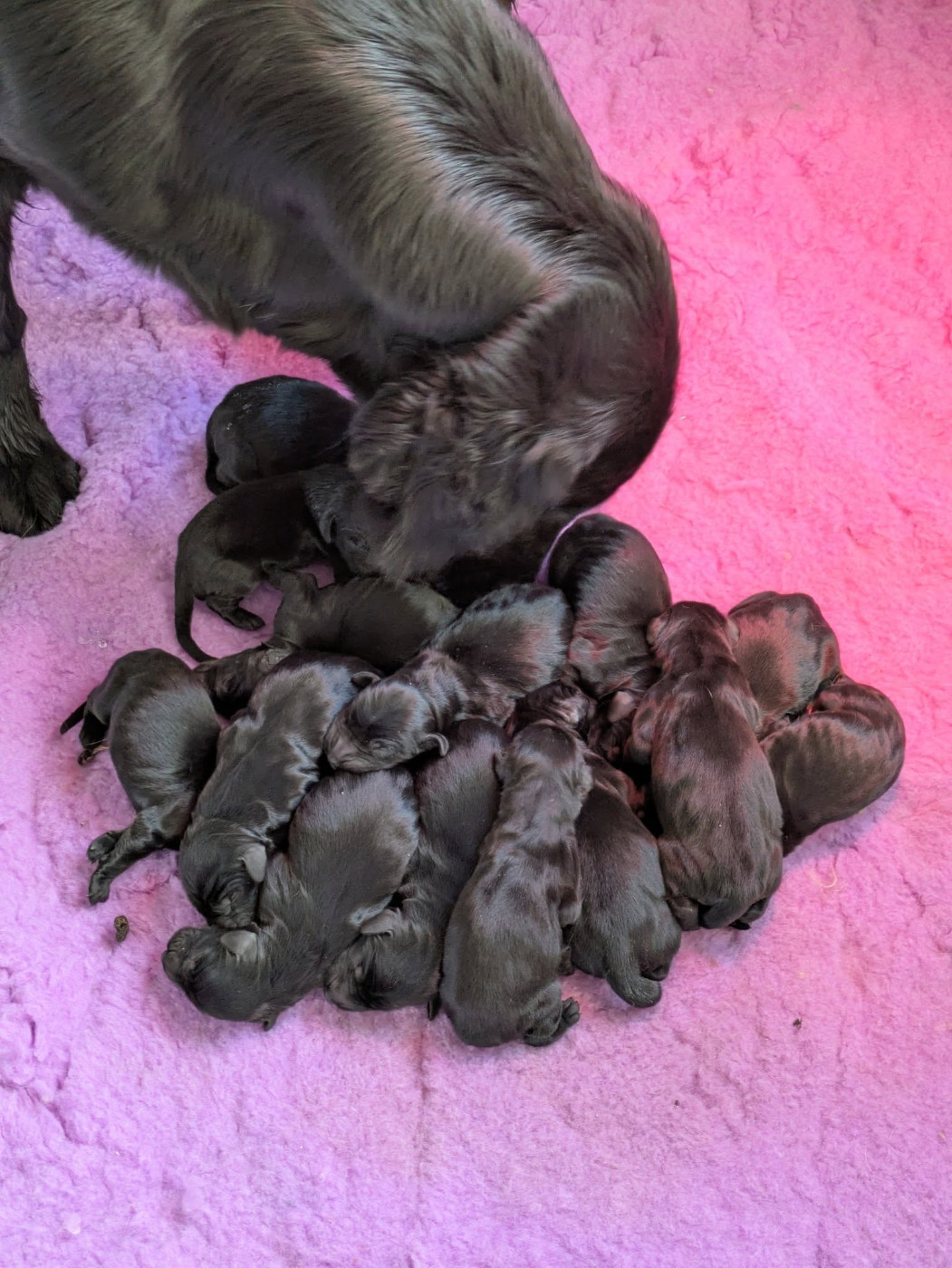 Chiot Flat Coated Retriever de la source d'edesse