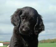 de la source d'edesse - Flat Coated Retriever - Portée née le 11/03/2012