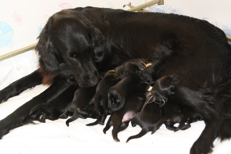 de la source d'edesse - Flat Coated Retriever - Portée née le 10/10/2016